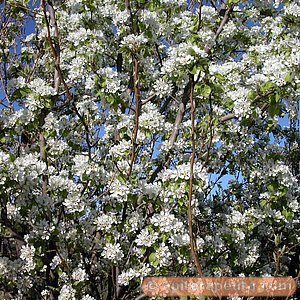 foto de peral en flor HD